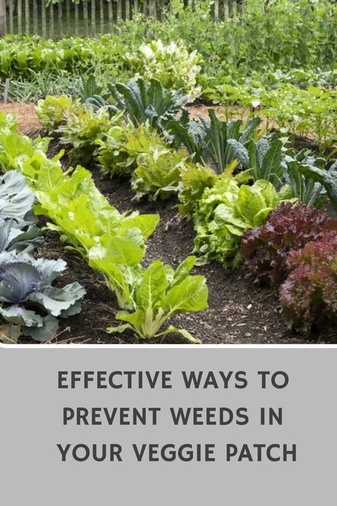 Discover effective ways to prevent weeds and keep your veggie patch thriving! Say goodbye to unwanted plants taking over your garden with these helpful tips and tricks. Enjoy a weed-free vegetable garden and reap the rewards of your hard work. Keep your veggies healthy and happy by following these simple steps to combat weeds naturally. Create a beautiful oasis in your backyard without worrying about pesky weeds ruining the look of your garden. Implement these strategies today for a more enjoyab Weeds In Garden, Garden Knife, Pulling Weeds, Lilac Tree, Easy Tricks, Veggie Patch, Garden Walkway, Healthy And Happy, Healthy Garden