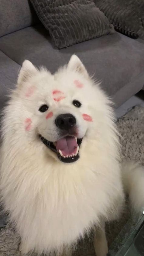 Cute Fluffy Dogs, Cute Dog Wallpaper, Samoyed Puppy, Very Cute Puppies, Really Cute Puppies, Samoyed Dogs, Very Cute Dogs, Really Cute Dogs, Fluffy Dogs