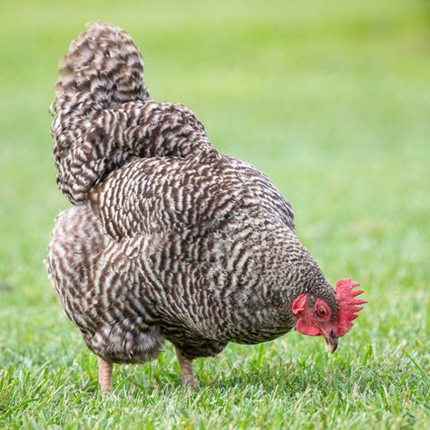 Plymouth Rock - My Pet Chicken Different Crosses, Barred Plymouth Rock Chickens, Barred Plymouth Rock, Barred Rock Chickens, Egg Facts, Plymouth Rock Chicken, Pet Chicken, Plymouth Rock, Backyard Flocks