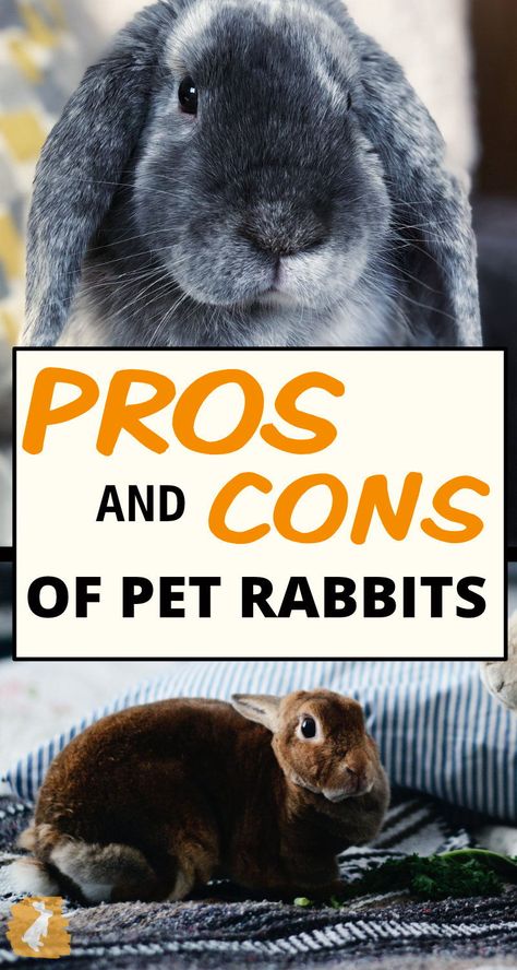 Rabbits are really fun and unique house pets. Bunnies have spunky and gentle personalities that can do a lot to brighten your day. Rabbits don't come without their own set of problems though. These little troublemakers have many destructive behaviors that can make in a challenge to keep an indoor rabbit. Learn about the reason why a rabbit might be the right beginner pet for you, or why it may be best to find another pet instead. Petting A Cat, Rabbit Anatomy, Indoor Rabbit House, Diy Rabbit Cage, Indoor Rabbit Cage, Rabbit Facts, Rabbit Behavior, Lop Bunnies, Rabbit Enclosure