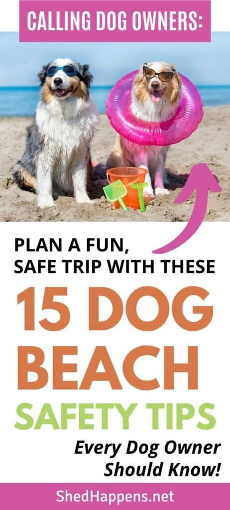 15 Dog Beach Safety Tips Every Dog Owner Should Know - Shed Happens Dog Essentials Products, Beach Tips, Beach Safety, Dog Travel Accessories, Summer Safety, Collection Board, Sun Dogs, Dog Essentials, Dog Info