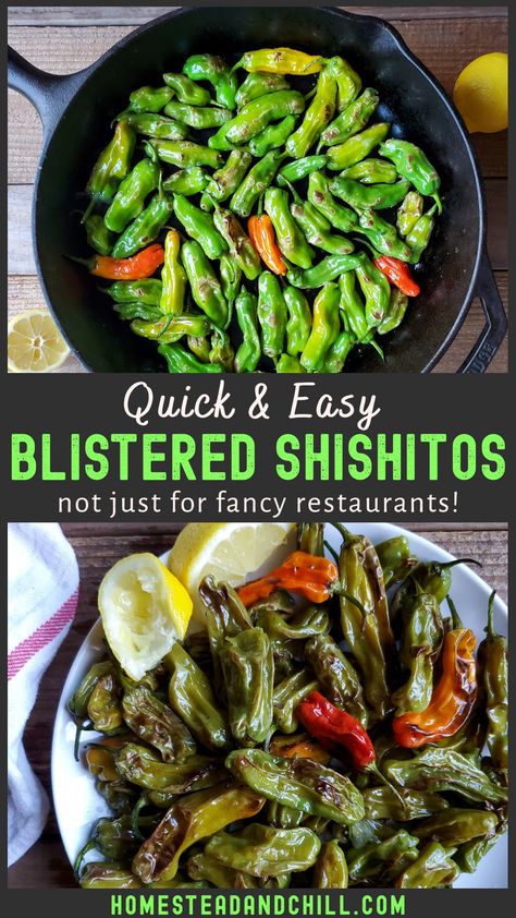 Blistered shishito peppers are no longer just for fancy restaurants! Please enjoy this quick and easy recipe for homemade blistered shishito peppers. They're full of flavor (not spicy!), lighted salted, and pan-roasted to poppable perfection. . #shishitopeppers #gardentotable #shishitos #vegetarianrecipes #veganrecipes #plantbased #homestead Roasted Shishito Peppers, Canning Garden, Blistered Shishito Peppers, Sauce Ideas, Shishito Peppers, Creamy Avocado Sauce, Produce Recipes, Fancy Restaurants, Seasonal Produce