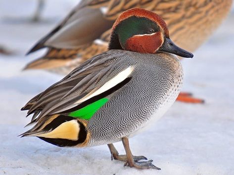 Green-winged Teal Identification, All About Birds, Cornell Lab of Ornithology Waterfowl Taxidermy, Teal Duck, Duck Breeds, Decoy Carving, Duck Pictures, Duck Photo, Green Wing, Bird Migration, Back Of The Head