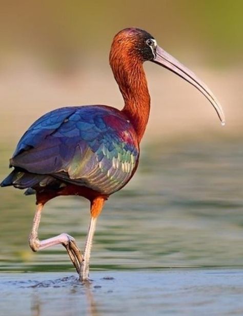 GLOSSY IBIS Glossy Ibis, Ibis Bird, Coastal Birds, Most Beautiful Birds, Bird Watcher, Rare Birds, Bird Photo, Animal Photo, Exotic Pets