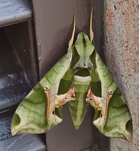 Pandora sphinx moth (Eumorpha pandorus) Pandora Sphinx Moth Tattoo, Pandora Sphinx Moth, Sphinx Moth, Fancy Flowers, Cool Insects, Butterfly Template, Heart Template, Cool Bugs, Arthropods