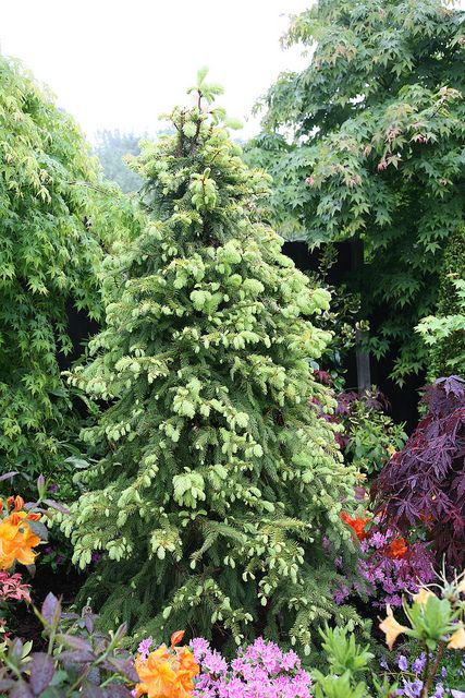 Picea abies 'Aurea Magnifica' (Magnificent Golden Norway Spruce) in late spring after rain. Conifers Garden, Picea Abies, Landscaping On A Hill, Norway Spruce, Evergreen Garden, After Rain, Acer Palmatum, Front Landscaping, Late Spring