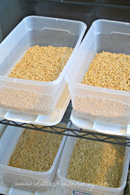 fodder2 Homemade Chicken Feed For Layers, Growing Chicken Feed, Fodder For Chickens, Food For Chickens, Fodder System, Chicken Feeder Diy, Chicken Care, Livestock Feed, Chicken Waterer