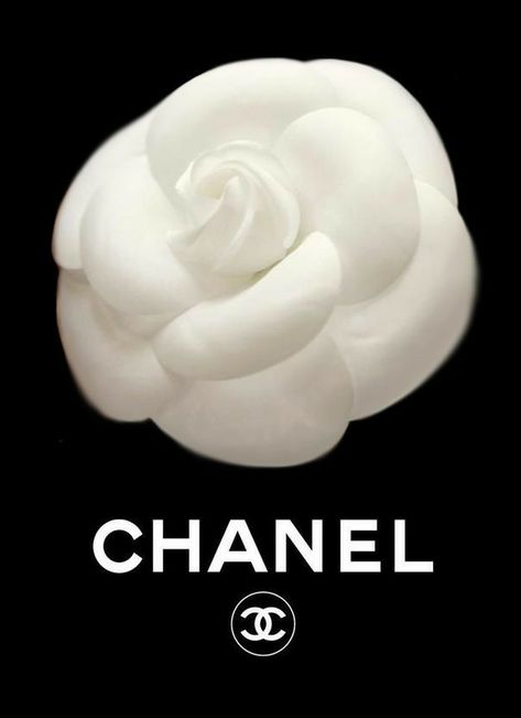 Chanel Flower Logo, Chanel Pfp, Chanel Background, Camelia Chanel, Chanel Wallpaper, Chanel Flower, Chanel Wallpapers, Ribbon Logo, Chanel Art