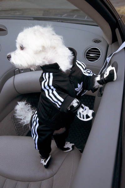 Adidas Sportswear and Sneakers for Small Dogs, Fun Pet Design Ideas Cute Maltese, Small Dog Accessories, Dog Outfits, Fancy Dog, Small Dog Clothes, Funny Pets, Small Puppies, Dog Jacket, Popular Dog