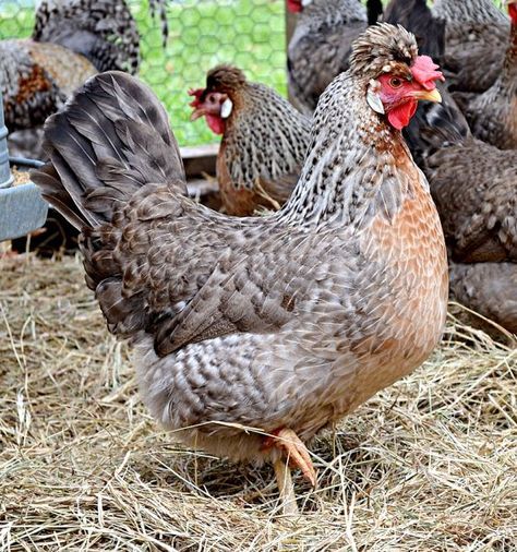 Greenfire Farms - Cream Legbar Cream Legbar Chickens, Funky Chickens, Cream Legbar, Poultry Farming, Chicken Pictures, Fancy Chickens, Beautiful Chickens, Crazy Chicken Lady, Keeping Chickens