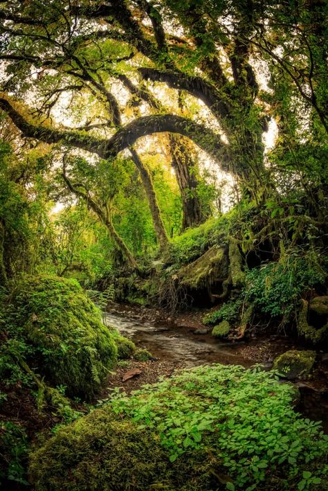 Haunted Harenna Forest of Bale Mountains National Park, Ethiopia - by Ian Plant Optical Illusion Wallpaper, Africa Travel, Nature Animals, Abandoned Places, Optical Illusions, Ethiopia, National Geographic, Animals And Pets, Beautiful Nature