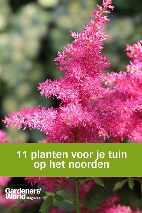 Borders op het noorden liggen een groot deel van de dag in de schaduw, maar dat betekent niet dat er niets zal groeien. Integendeel! . #gardenersworld #gardenersworldnl #tuinieren #schaduw #noorden Gardeners World, Backyard Layout, Delft, Garden Projects, Herbs, Plants, Flowers