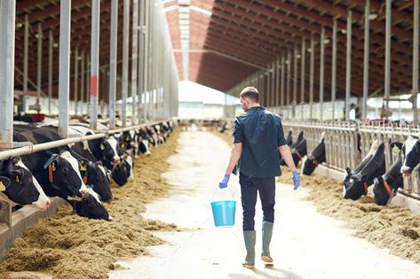 Dairy Farm Wedding, Agriculture Photography, Cow Tattoo, Cow Shed, Dairy Industry, Dairy Cattle, Agriculture Industry, Farm Photography, Animal Husbandry