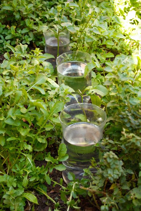 Make a DIY drip irrigation system using plastic bottles | SA Garden and Home Self Watering Bottle, Diy Drip Irrigation System, Drip Watering System, Irrigation System Diy, Irrigation Diy, Drip Irrigation Diy, Plant Watering System, Garden Watering System, Water Irrigation