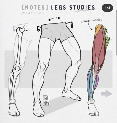 Muscles Of The Leg, Leg Study, Study Anatomy, Leg Anatomy, Instagram Notes, Drawing Legs, Anatomy Tutorial, Human Anatomy Drawing, Body Drawing Tutorial