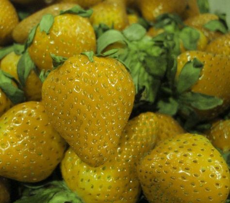 Top 10 Strange, Rare and Unusual Strawberries Strawberry Varieties, Strawberry Seeds, Alpine Strawberries, Giant Strawberry, Strawberry Pots, Tanaman Pot, Strawberry Seed, Plantas Bonsai, Strawberry Garden