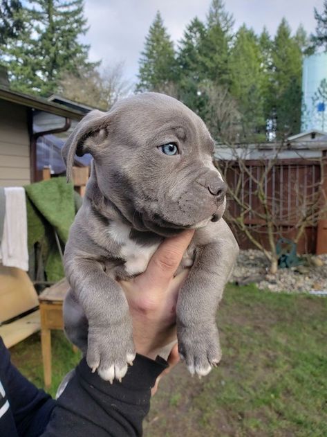 Shelton Washington, Blue Nose Pitbull Puppies, Cute Pitbull Puppies, Bull Terrier Puppies, Cute Pitbulls, Amstaff Puppy, Bull Terrier Puppy, Blue Nose Pitbull, Cute Small Dogs