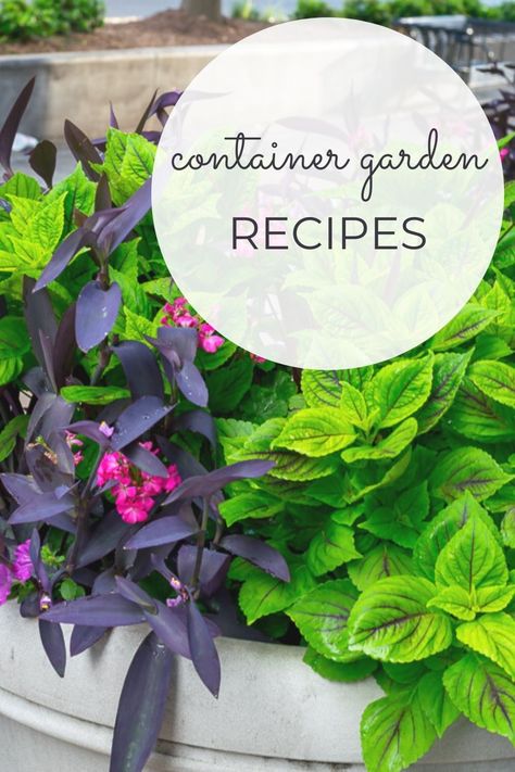 Container Gardening Recipes, Flower Container Recipes, Perennial Container Ideas, Container Ideas For Plants, Planter Combinations Container Garden, Plant Spillers For Pots, Container Recipes Flower, Plant Combos For Containers, Containers With Ferns