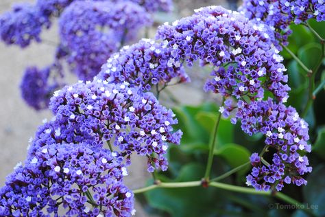 Lavender Ameraucana, Spanish Lavender Care, Lavender Scabiosa, Phenomenal Lavender Landscaping, Sea Lavender Plant, Lavender Plant Care, Drought Tolerant Landscape, Attracting Bees, Lavender Plant