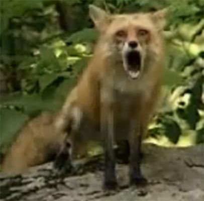 5 animals you thought were cute but are secretly terrifying - thanks @kirby ! Silly Fox, Screaming Animals, Silly Fox Pictures, Fox Screaming, Animal Cartoon Video, Finnic Fox Pets, Scream Meme, Demon Aesthetic, Fox Meme