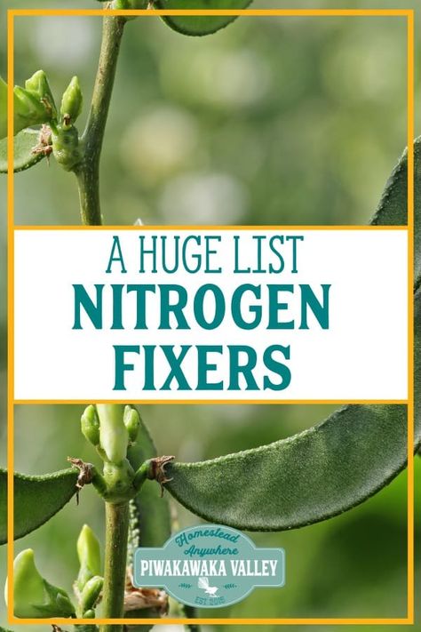 Nitrogen Fixers, Garden List, Nitrogen Fixing Plants, Gardening Party, Food Forest Garden, Permaculture Garden, Gardening Pots, Productive Garden, Shade Gardening