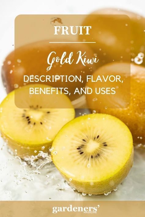 Gold Kiwi: Description, Flavor, Benefits, And Uses Kiwi Fruit Recipes, Kiwi Fruit Benefits, Kiwi Benefits, Golden Kiwi, Kiwi Recipes, Kiwi Fruit, Fruit Platter, Planting Vegetables, Fruit Recipes