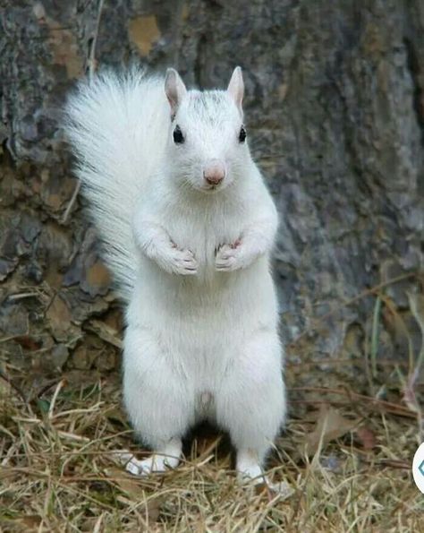 Gorgeous white squirrel Rare Albino Animals, White Squirrel, Squirrel Pictures, Albino Animals, Cute Squirrel, Baby Squirrel, Unusual Animals, Rare Animals, Amazing Animals