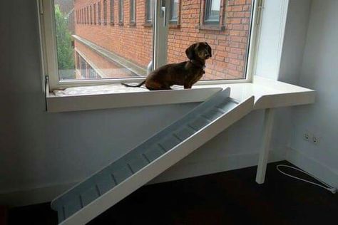 Stairs for window access for small dogs or lazy cats! Platform For Dog To Look Out Window, Dog Window Seat With Stairs, Dog Window Bench, Dog Window Perch, Dachshund Ramp, Dog Window Seat, Cat Ramp, Dog Ramp For Bed, Cat Playground Outdoor