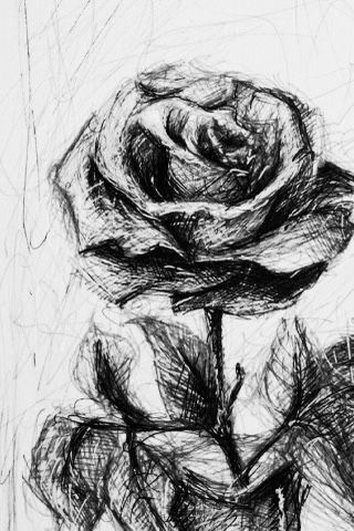 Drawing Leaves, Pencil Drawings Of Flowers, Rose Sketch, Drawing Love, Pen Art Drawings, Drawing Hair, Flower Sketches, Roses Drawing, Charcoal Art