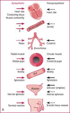 craniosacral+parasympathetic | ... parasympathetic actions on the right. Solid arrows: stimulation Paramedic School, Nursing Information, Nursing Mnemonics, Pharmacology Nursing, Cardiac Nursing, Nursing School Survival, Parasympathetic Nervous System, Nursing School Studying, Nursing School Tips