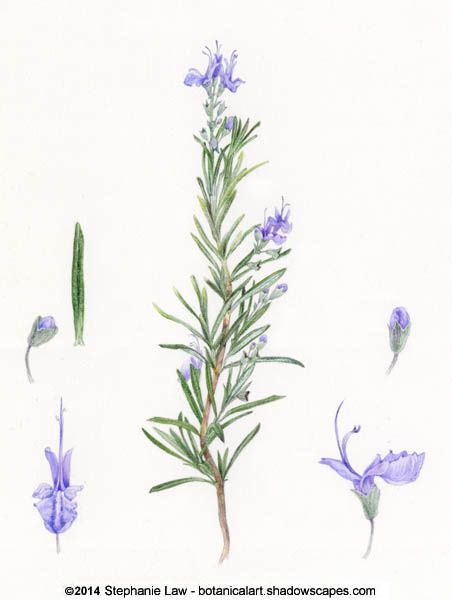 Rosemary botanical illustration. One of Ophelia's flowers. Rosemary Tattoo, Herb Tattoo, Botanisches Tattoo, Rosemary Flower, Flor Tattoo, Stephanie Law, Rosemary Plant, Flowers Illustration, Illustration Botanique