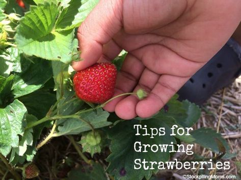 Tips for growing strawberries Strawberries And Grapes, Plant Strawberries, Strawberry Growing, Garden Strawberries, Planting Fruit, Types Of Strawberries, Strawberries In Containers, Grow Strawberries, Grid Ideas