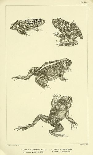 n64_w1150 | Flickr - Photo Sharing! Frog Scientific Illustration, Scientific Drawing, Petit Tattoo, Frog Illustration, Frog Drawing, Animal References, Animal Drawing, Funny Frogs, Frog Art