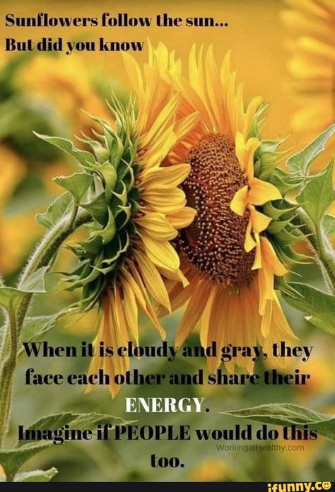 Sunﬂowers follow lhe sun... But did you know – popular memes on the site iFunny.co #weather #animalsnature #sunowers #follow #lhe #sun #but #did #know #pic Sunflower Quotes, Sunflower Pictures, Sunflower Wallpaper, Garden Quotes, No Rain, Sunflower Art, Flower Quotes, Cloudy Day, Mellow Yellow