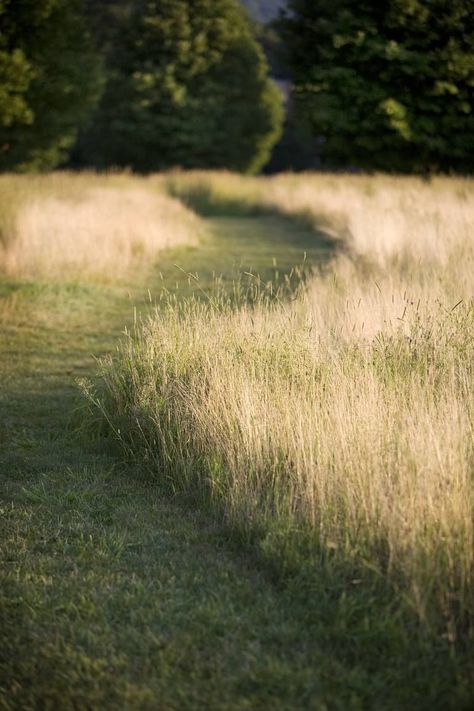 Tall Grass Landscaping, Rich Spirit, Storm King, Grasses Landscaping, Grasses Garden, Sculpture Garden, Grass Field, Wild Nature, Nature Photographs