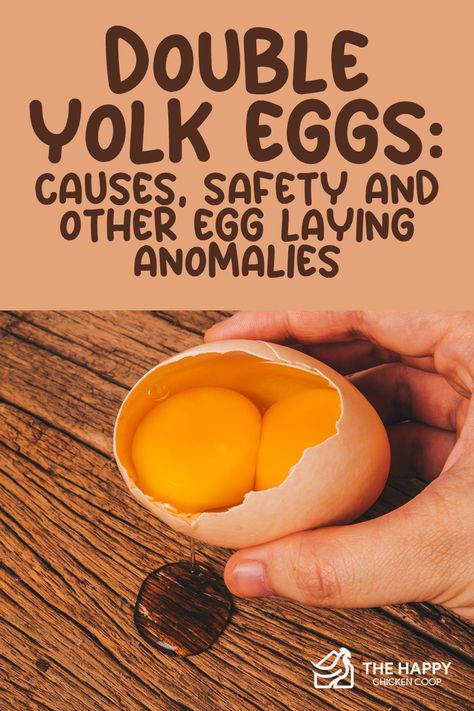 Double yolks, blood spots, and other egg anomalies - have you ever wondered what causes these unusual occurrences? We delved into the science behind these egg-laying anomalies and even included some tips on how to safely handle and store your eggs! Double Yolk Eggs Meaning, Double Yolk Eggs, Egg Facts, Happy Chickens, Best Egg Laying Chickens, Raising Quail, Egg Laying Chickens, Goat Care, Chicken Owner