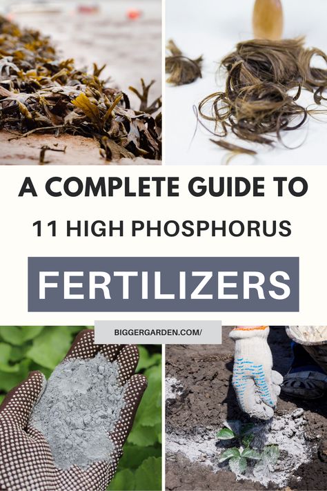 Ignite your garden's growth with our expertly curated list of 11 high phosphorus fertilizers! From dazzling flowers to abundant fruits, discover how to achieve gardening greatness. Click to uncover the secrets and follow us for even more gardening wisdom! Phosphate Fertilizer, Grow Gorgeous, Gorgeous Gardens, Diy Plants, Soil, Plants, Flowers, Nature