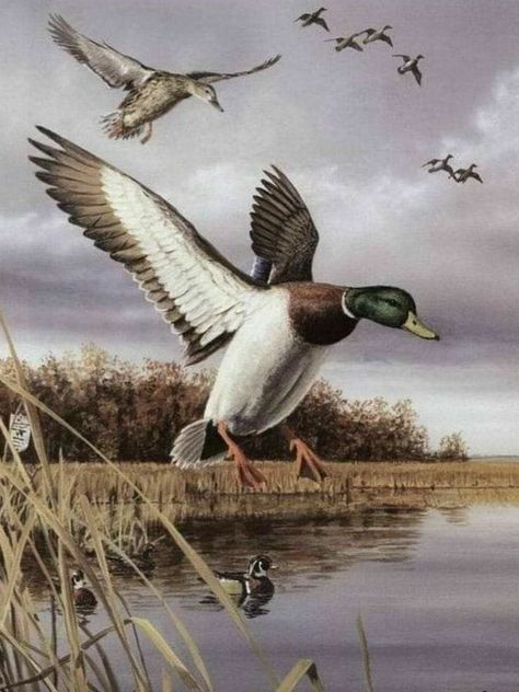 Waterfowl Art, Hunting Art, Duck Art, Bird Hunting, Wildlife Paintings, Cowboy Art, Bird Pictures, Wildlife Animals, Bird Illustration