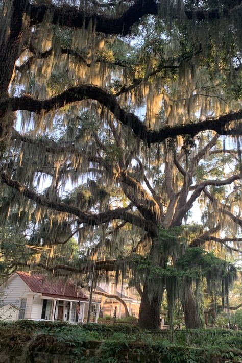 There is nothing like strolling around Beaufort on a sunny day and being surrounded by live oak trees draped in Spanish moss - a.k.a. Mermaid Hair Louisiana Trees Spanish Moss, Live Oaks With Spanish Moss, Spanish Moss Aesthetic, Southern Live Oak Tree, Spanish Moss Trees, Southern Landscape, Moss Tree, Hummingbirds Photography, Ancient Trees