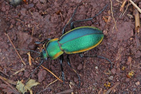 Carabus scheidleri ground beetle | Single shot taken with tr… | Flickr Ground Beetle, Beetle Insect, Arachnids, Love Bugs, Beetles, Sea Creatures, Tripod, Bugs, Insects