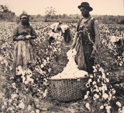 Slaves working in cotton fields Cotton Plantations, Cotton Fields, John Brown, New York Life, African History, African American History, Black American, Black People, American History