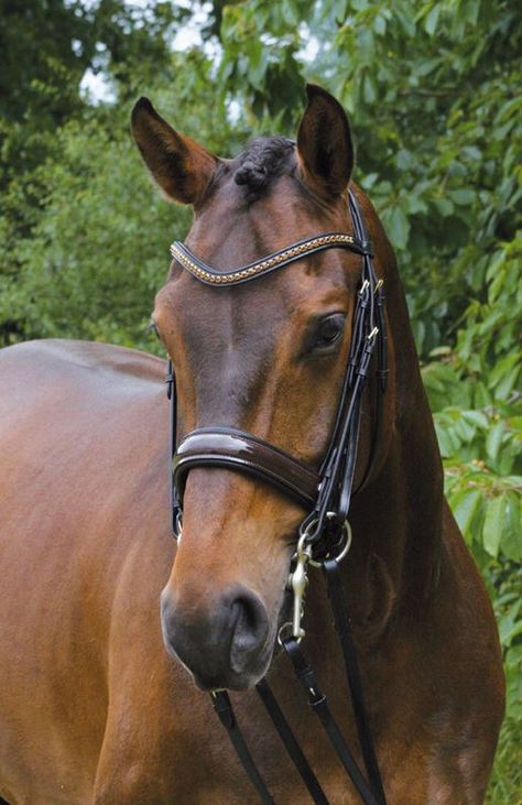 Trensen & Zügel : Hans Melzer Lack Kandare Krusemark schwarz-braun Equestrian Dressage, Bay Horse, Horse Dressage, Bridles, Horse Crazy, Sport Horse, Cute Horses, Horse Life, Pretty Horses