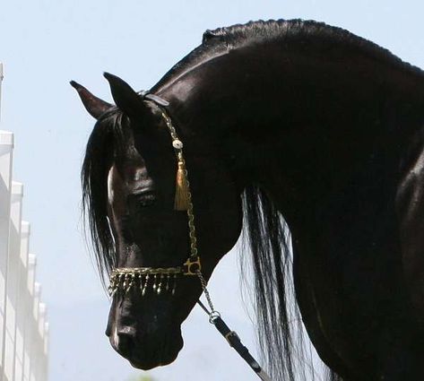 World Renowned - Black - Straight Egyptian Arabian - Stallion Service Black Arabian Horse, Arabic Horse, Egyptian Arabian Horses, Arabian Stallions, Beautiful Arabian Horses, Horse Wallpaper, Black Stallion, Horse Aesthetic, Black Horses