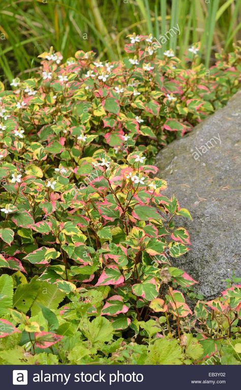 Chameleon plant (Houttuynia cordata 'Chameleon' syn. Houttuynia Stock Photo, Royalty Free Image: 75689714 - Alamy Step Garden, Chameleon Plant, Houttuynia Cordata, Rose Garden, Yard Landscaping, Free Image, Home Remedies, Royalty Free Images, Garden Plants