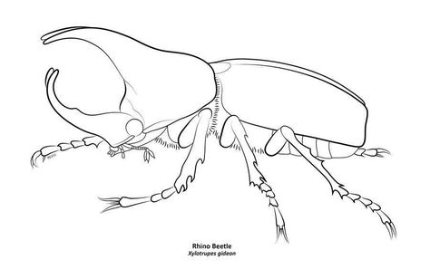 Insect Art Projects, Beetle Drawing, Bugs Drawing, Rhinoceros Beetle, Beetle Illustration, Rhino Beetle, Beetle Tattoo, Simple Line Drawings, Graffiti Wall Art