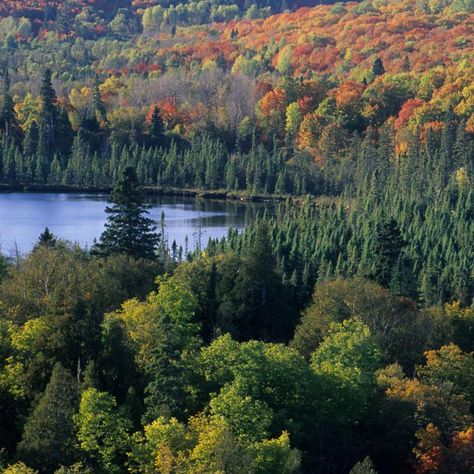 Why Minnesota is the Perfect Place for Forest Bathing | Explore Minnesota Northern Minnesota Aesthetic, Minnesota Countryside, Minnesota Forest, Wilderness Garden, Minnesota Scenery, Minnesota Aesthetic, Granola Lifestyle, Maine Forest, Two Harbors Minnesota