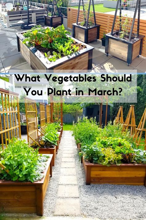 Spring is here and so are your spring veggies! Find out what veggies you can start planting in March to get started with your garden. We also teach you how to grow them. Plants To Plant In March, What To Plant In Spring Vegetables, Garden Prep For Spring, Vegetables To Plant In March, Fall Prep For Spring Garden, Spring Veggies, Vegetable Garden Diy, Starting A Garden, Community Gardening