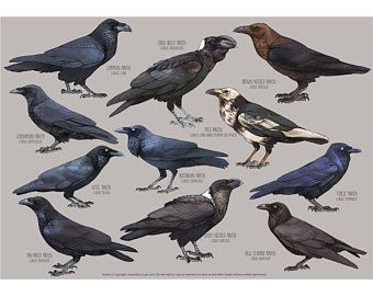 All the Ravens of the world in the family Corvus Corax. Common Raven Chihuahuan Raven Little Raven Fan-Tailed Raven Thick-Billed Raven Pied Raven Australian Raven White-Necked Raven New Zealand Raven Forest Raven Brown-Necked Raven Species Poster, Raven Art, Jackdaw, Crows Ravens, Wall Art Nature, Bird Poster, Painting Wall Art, Beautiful Drawings, Art Nature