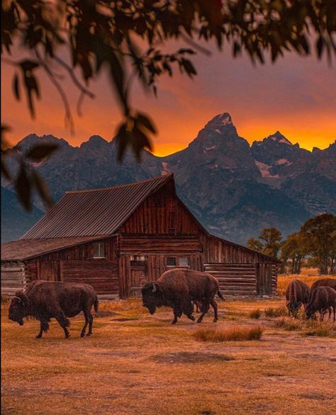 Ranch Aesthetic, Bison Photography, Buffalo Animal, Montana Ranch, Future Farms, Western Aesthetic, National Parks Usa, My Favorite Image, The Ranch