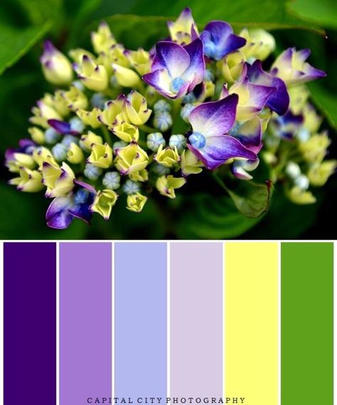 Purple color scheme with yellow or green accent. Would be pretty for a purple wedding! Purple ombre color scheme with accents Colours To Pair With Purple, Lavender And Yellow Color Scheme, Purple Yellow And Green Wedding Color Schemes, Purple Yellow Color Scheme, Purple Green Yellow Orange Color Palette, Purple Green White Color Palette, Green And Purple Branding Color Palette, Purple Blue Yellow Color Scheme, Rich Purple Color Palette